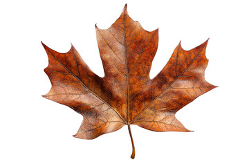 Wall Mural - Autumn brown maple leaf details