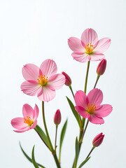 Poster - Delicate Spring Flowers Bloom Against A Clean And Crisp White Background Filling It With Vibrant Color And Texture. 00001