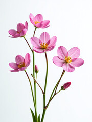 Poster - Delicate Spring Flowers Bloom Against A Clean And Crisp White Background Filling It With Vibrant Color And Texture. 00002