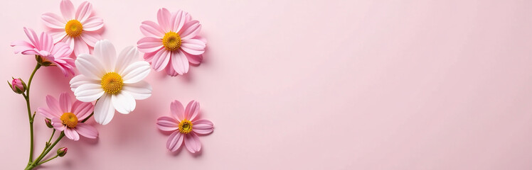 Poster - Mimosa Flowers With Delicate Petals And Soft Colors Against A Pale Pastel Pink Flat Lay Background. 00001