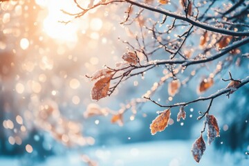 Poster - Winter sunlight filters through frosty branches adorned with icy leaves in a peaceful snow covered landscape. Generative AI