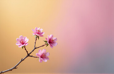 Poster - A Delicate Mimosa Branch Is Placed Against A Vibrant Color Background To Create A Cheerful Spring Greeting Scene. 00002
