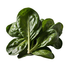 Poster - fresh spinach leaves