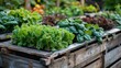 © DJINN 369 - Fresh Green Vegetables in Wooden Crates at a Vibrant Garden Displaying Healthy Lifestyle Choices