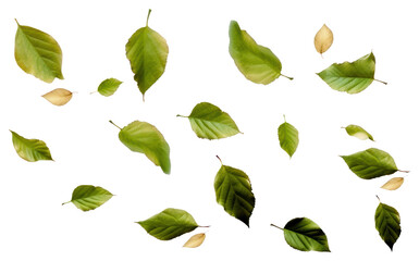 Wall Mural - png green leaves scattered pattern