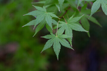 Wall Mural - Close-up of green foliage of the Acer palmatum Thunb tree on a dark natural background. Beautiful green leaves of Japanese Maple in the park. Selective focus