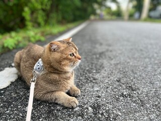 my pet