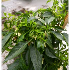 chilli thrips symptom clear with upward curling and boat shaped leaves with natural back ground - sc
