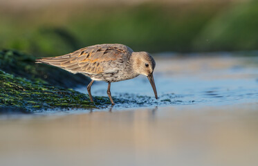 Wall Mural - Dunlin - at a seashore on the autumn migration way