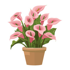 Poster - Potted plant pink Calla Lilies illustration flower potted vector