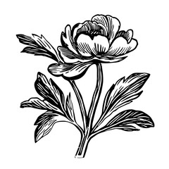 Canvas Print - Peony art drawing flower vector