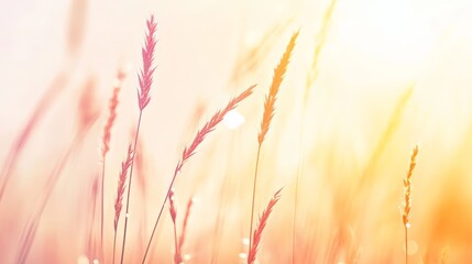 Poster - Soft sunlight bathing a meadow of wild grass creates a warm, tranquil scene as delicate stalks sway gently in the morning breeze, inviting a sense of peace and serenity