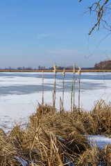 frost-covered ground with dried grass stems in stangenhagen, germany