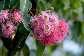 Wall Mural - Beautiful pink blossoms and dark green leaves of Australian native Corymbia ficifolia ornamental flowering gum tree, family Myrtaceae. Summer flowering.