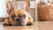 ©  zikakant - A charming French Bulldog is lying down on a wooden floor, showcasing its adorable features and expressive eyes, making it an appealing companion for many.