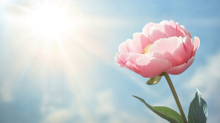 Aufkleber - Pink peony flower blooming under the summer sun rays against the blue sky with some clouds