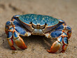 © Juan - Jewel of the Shore: A striking blue crab, with its vibrant carapace and contrasting orange claws, rests on the sandy shoreline, showcasing the captivating beauty of marine life.