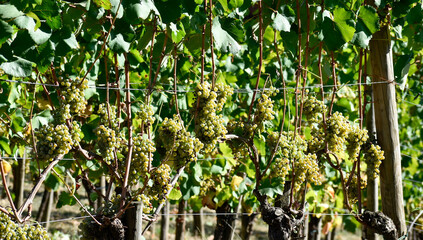 Lush grape plants with abundant clusters of ripe white grapes growing under the sun