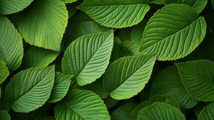 Poster - Captivating close up of lush green leaves highlights the intricate textures and lively patterns. Sunlight filters through, creating a serene and refreshing atmosphere in nature's embrace