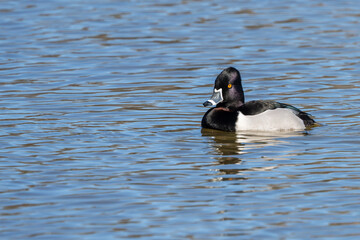 Wall Mural - ring-necked duck floating on a pond