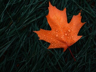 Wall Mural - Vibrant Orange Maple Leaf with Water Droplets on Green Grass