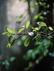 Poster - Lush Green Leaves with Raindrops Illuminated by Soft Natural Light : Generative AI