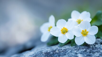 Poster - Delicate white flowers with yellow centers blooming on a rock in soft natural light : Generative AI