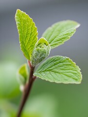 Aufkleber - A closeup of fresh green mint leaves showcasing fine details and vibrant colors : Generative AI