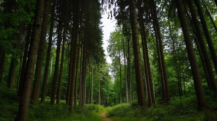 Aufkleber - Tall majestic trees creating a tranquil path through a vibrant lush green forest in nature : Generative AI