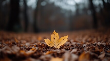 Aufkleber - Stunning closeup of a solitary yellow leaf amidst autumn foliage on forest ground : Generative AI