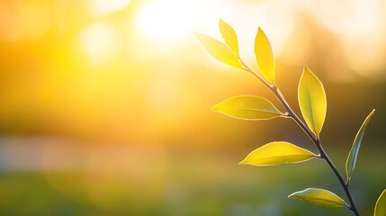 Poster - Beautiful sunlit leaves showcasing vibrant green colors in a tranquil natural setting : Generative AI