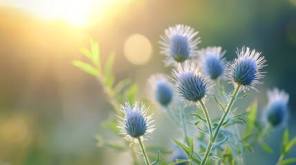 Poster - Beautiful closeup of wild flowers bathed in sunlight during golden hour creating serene ambiance : Generative AI