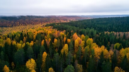 Poster - Vivid autumn landscape of colorful forests with trees changing colors in breathtaking aerial view : Generative AI