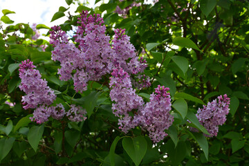 A blooming lilac bush in the garden on a sunny spring day. Large inflorescences of lilac flowers close-up