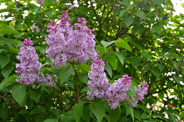 Wall Mural - a blooming lilac bush in the garden on a sunny spring day. large inflorescences of lilac flowers clo