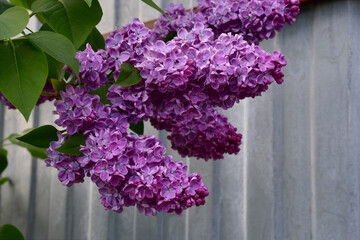 Wall Mural - a blooming lilac bush in the garden on a sunny spring day. large inflorescences of lilac flowers clo