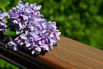 Wall Mural - a branch of terry lilac lies on a wooden railing. lilac flowers close up against a blurred backgroun
