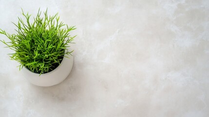 Aufkleber - Vibrant Green Plant in a Simple White Pot on a Light Stone Background : Generative AI