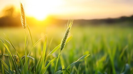 Poster - Golden sunset illuminating lush green wheat fields in a peaceful countryside landscape : Generative AI