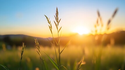 Fototapete - Golden sunrise illuminating tall grass creating a picturesque natural morning scene : Generative AI