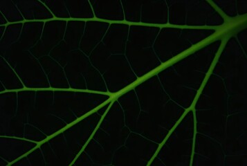 Wall Mural - black leaf with crisscrossed greenveins