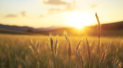 Poster - Golden wheat field basking in the glow of a serene sunset in nature : Generative AI