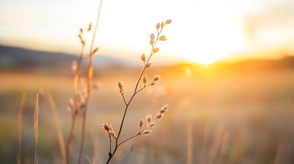 Poster - Golden sunlight illuminating a delicate wildflower against a softly blurred natural landscape : Generative AI