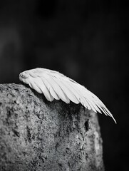 Aufkleber - Stunning close up of a delicate white wing resting on a weathered stone surface in black and white : Generative AI