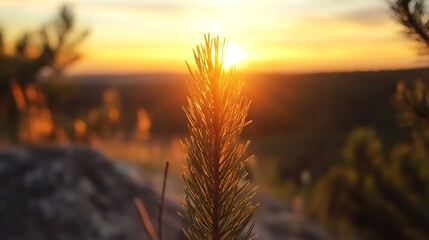 Aufkleber - Closeup shot of a pine tree branch illuminated by the warm glow of the sunset in a tranquil setting : Generative AI