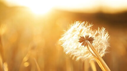 Fototapete - CloseUp of a Dandelion Seed Puff Backlit by the Warm Glow of the Sun : Generative AI
