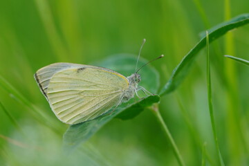 Canvas Print - A Large White butterfly on Meadow. Pieris brassicae. Large Cabbage White butterfly with closed wings sits on a green clover. . 
