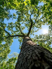 Poster - Majestic view of tall tree reaching towards the blue sky illuminated by sunlight during sunny day : Generative AI