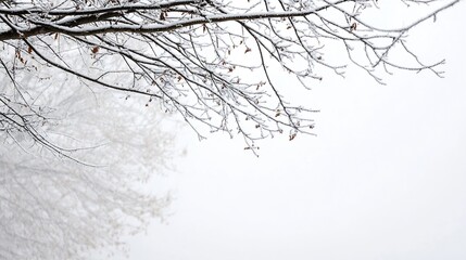 Poster - Winter branches covered in snow creating a serene and peaceful snowy landscape with soft focus : Generative AI
