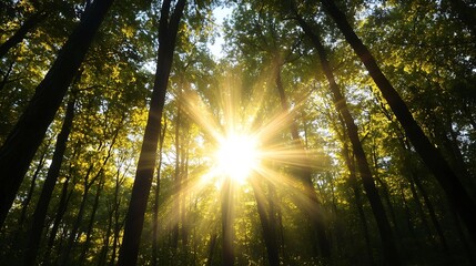 Poster - A breathtaking view of sunlight filtering through a dense forest showcasing the beauty of nature in a serene atmosphere : Generative AI